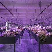 Meg Webster, <em>Solar Grow Room</em>, 2017