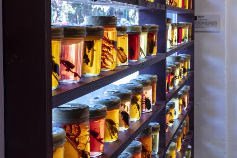 Jennifer Angus, <em>The Museum of All Things</em>, 2020