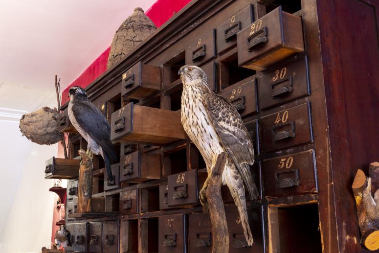 Jennifer Angus, <em>The Museum of All Things</em>, 2020