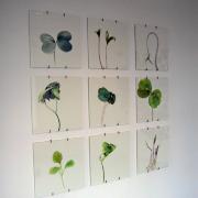 Digital image IRC.2013.02306 showing Liz Reed's installation, Cotyledon Gesture Paintings, at the Mattress Factory, 2003.